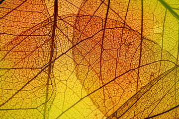 Sticker - leaf texture - in detail