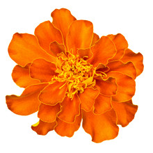 Orange French Marigold Isolated On White