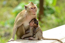 Monkey Baby And Mother Breastfeeding