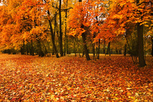 Autumn Trees In Park