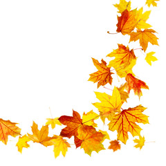 Wall Mural - colorful autumn leaves falling isolated on white