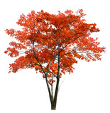 Fototapeta  - bright large red isolated maple tree