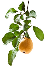 pear on a branch