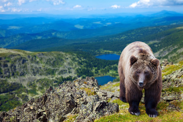 Plakat niedźwiedź zwierzę ameryka północna ssak