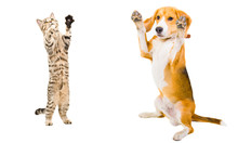 Cat And Dog Together Standing On His Hind Legs
