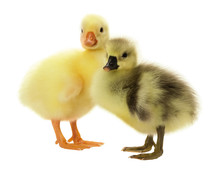 Swan Ducklings Isolated On The White Background