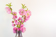 Bouquet of almond blossom isolated on white in a vase