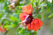 Small Pomegranate With Red Flowers