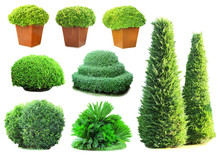 Collage Of Green Bushes Isolated On White