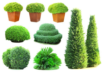 Sticker - Collage of green bushes isolated on white