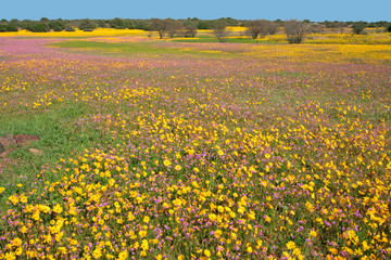 Sticker - Wild flower landscape, Namaqualand