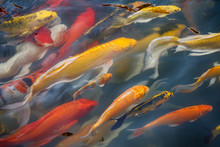 Large White Koi Fish In A Pond Free Stock Photo - Public Domain Pictures