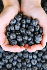Wall Mural - Female hands holding tasty ripe blueberries, close up