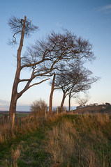 Wall Mural - Ancient chalk white horse in landscape at Cherhill Wiltshire Eng