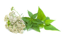 Yarrow And Nettle On White Background