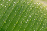 Fototapeta Na drzwi - Green leaf with rain drop. Macro shot
