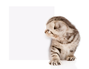 Wall Mural - tabby kitten peeking out of a blank sign. isolated on white back