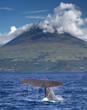 Fin of a sperm whale in front of volcano Pico, Azores islands