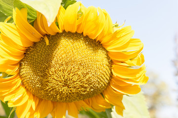 Wall Mural - yellow sunflower macro