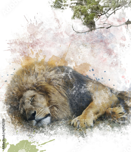 Fototapeta na wymiar Watercolor Image Of Sleeping Lion