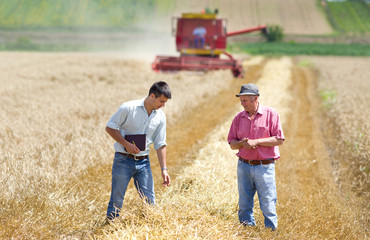 Wall Mural - Business people on wheat field
