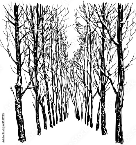 drzewa-w-winter-park