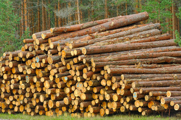 Pine timber