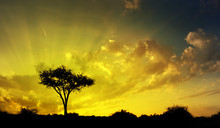 Beautiful Savannah Sunset, Dramatic Sky And Thorn Tree