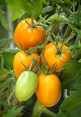 Canvas Print - Branch growing tomatoes plum varieties