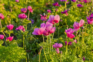  View of pink peony meadow