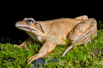 Wall Mural - Frog on moss 12