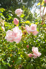 Wall Mural - Beautiful, climbing pink roses