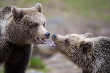 Två Björnar I Närkontakt