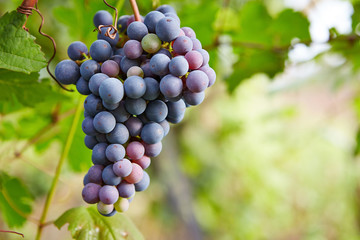 Wall Mural - Branch of red wine grapes