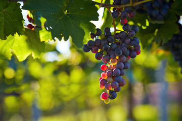 Wall Mural - Branch of red wine grapes