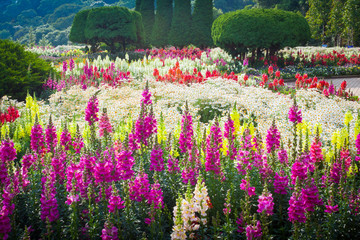 Wall Mural - flower garden