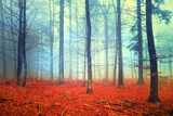 Fototapeta Fototapety z widokami - Autumn light forest scene