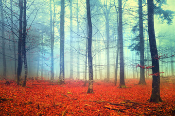 Wall Mural - Autumn light forest scene