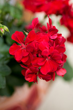 Red Garden Geranium Flowers
