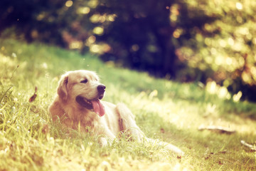 Portrait of Golden Retriever Dog