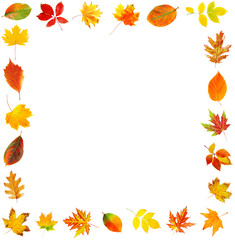 Sticker - Frame of autumn leaves isolated on white