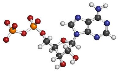 Wall Mural - Adenosine diphosphate (ADP) molecule. 