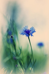 Canvas Print - Beautiful cornflowers, outdoors