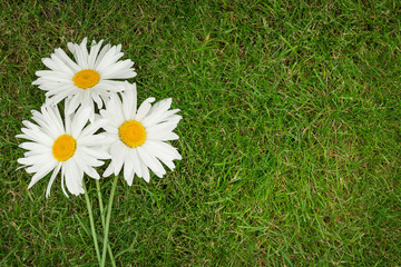 Wall Mural - Three chamomile flowers over green grass