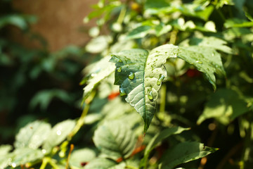 Wall Mural - Green leaves with raindrops close up