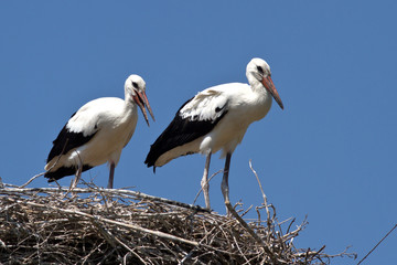 two white stork chicks sitting in nest on a summer day