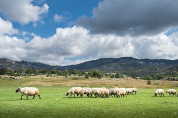 Wall Mural - Flock of sheep