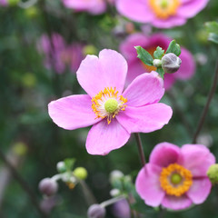 Wall Mural - anemone giapponese rosa_ giardino