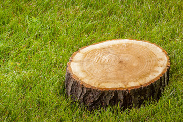 Wall Mural - tree stump on the grass