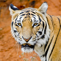 Fotomurali - tiger, portrait of a bengal tiger.
